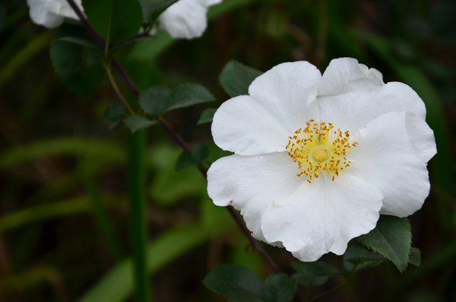 路边的另一种野花,荆棘花,愿雅安如荆棘花一般坚强
