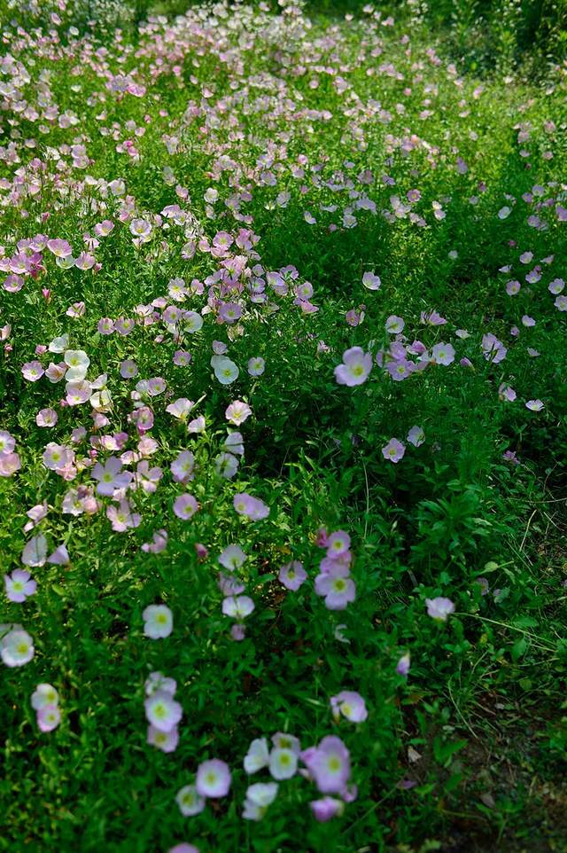 花满地