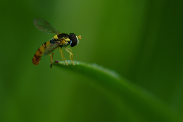 主题:2013年索尼a450 百微的影像图集.