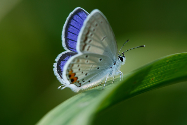 主题:2013年索尼a450 百微的影像图集.