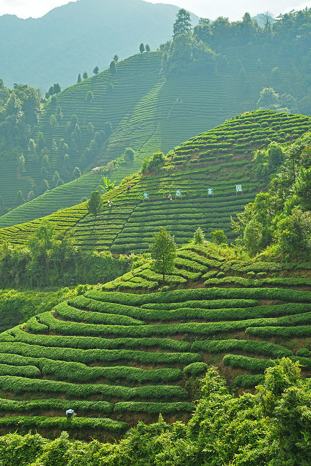 全国长寿之乡,全国绿化先进县,全国重点产茶县广西昭平县大脑山&茶园