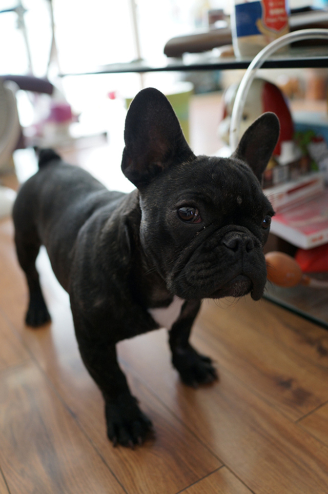 主题:请教帖,为何我用rx1r拍人像或者黑色物体,总是有种发灰白的感觉?