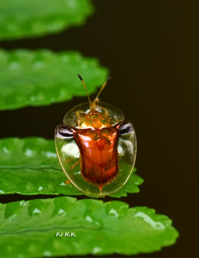 长焦 近摄镜拍金盾龟金花虫