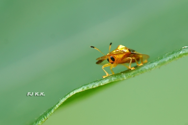 长焦 近摄镜拍金盾龟金花虫