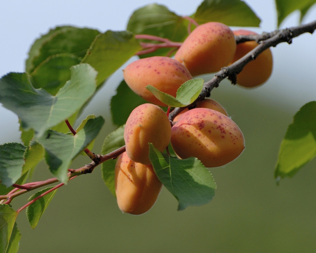 不知这是什么果,也许叫大杏扁吧
