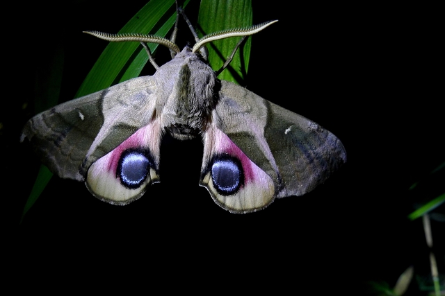蓝目天蛾,后翅上的大眼睛挺漂亮