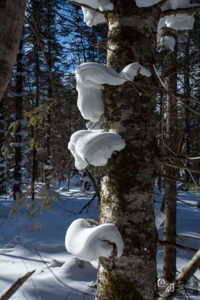 雪蘑菇,雪树随处可见,一团团白雪形成各式各样的形状,有如走入童话