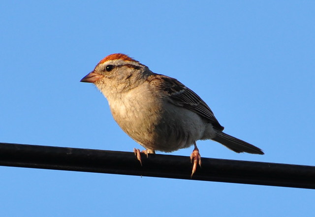 这是什么sparrow? chipping sparrow or american tree sparrow?