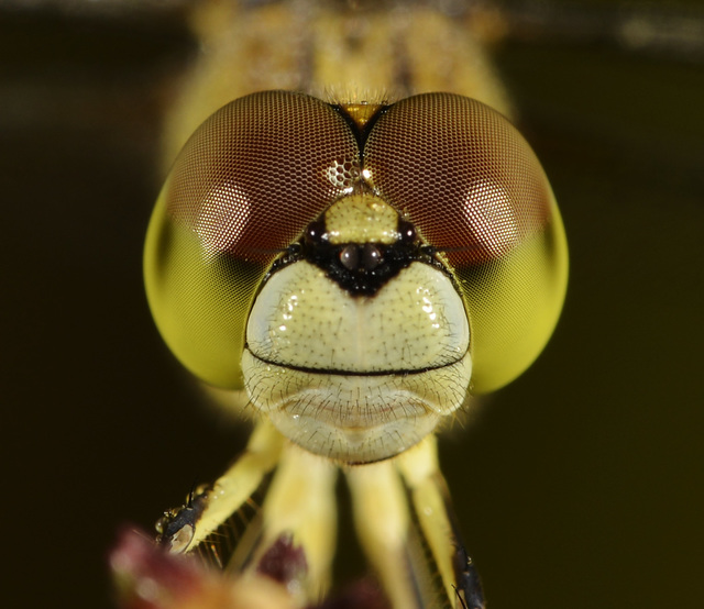 蜻蜓的三只单眼图片