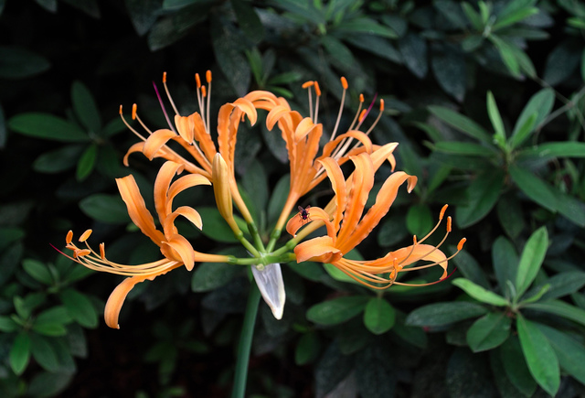 06蟑螂花   放到ps中转换,exif干脆没有了.