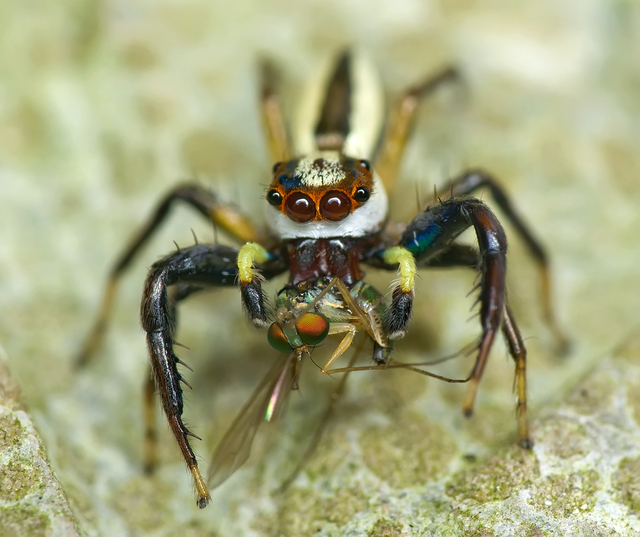 dsc_8212锯艳蛛猎食长足虻