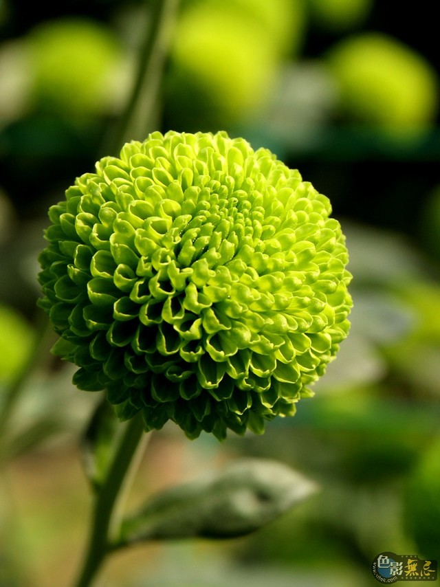 球形绿菊