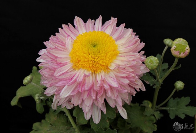 水粉金桂(桂瓣类平桂型菊花).此图用了背景板,室外阴天.