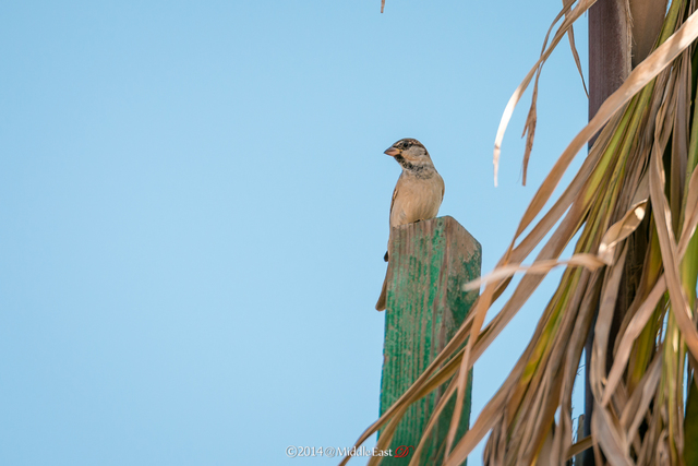 走马观花看吉达 - 行行色色