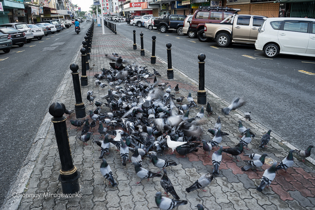 让人产生密集恐惧症的鸽子