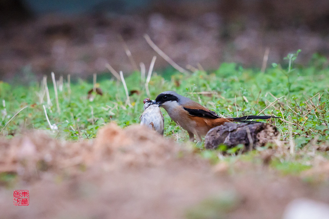 棕背伯劳捕食麻雀(1)