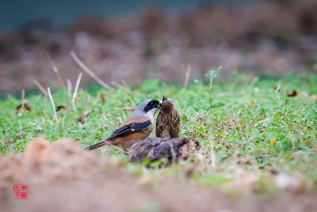 棕背伯劳捕食麻雀(2)