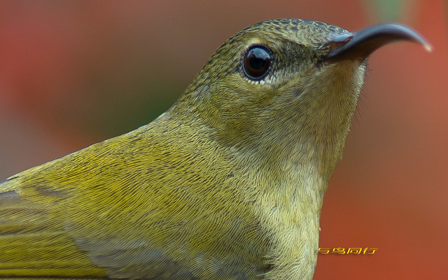 我的镜头你的眼——美丽的鸟眼世界 - 自然摄影
