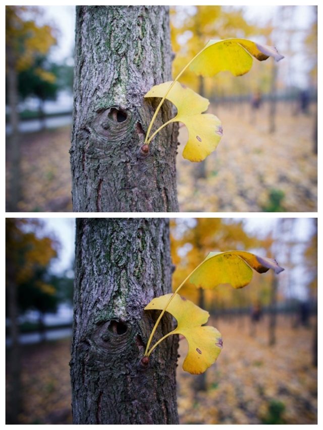 残幅星空神器【samyang 三阳12 f2 ncs cs镜头】贴图讨论区 - α|sony