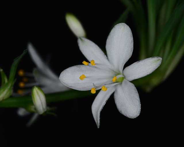 进了环形闪光灯,发一些使用环闪拍的片子,自娱自乐 - 摄影大家坛