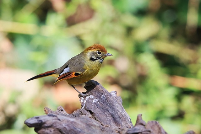 【青岛的鸟】青岛地区野生鸟类摄影和鸟友交流(八) - 自然摄影