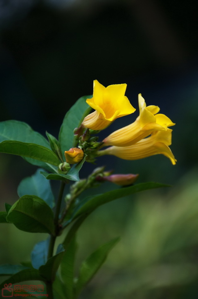 金蝉花 - 自然摄影