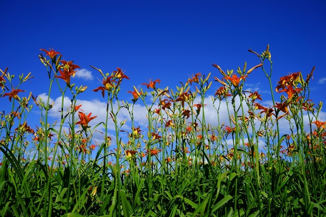 看,蓝天下路边的小花.