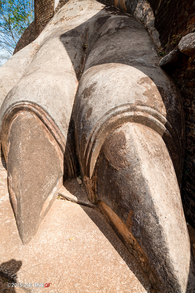 魅力斯里兰卡 284   狮子的脚趾