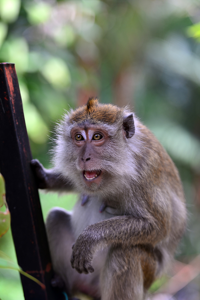 莫斯科.斯里兰卡.马来.柬埔寨(d610/d810 dzp 金广)