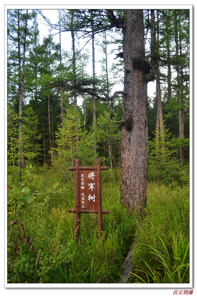 吕元鹗摄,dsc_0215_neo_img.jpg,拍摄时间:2014-8-2   :  :27.将军树.