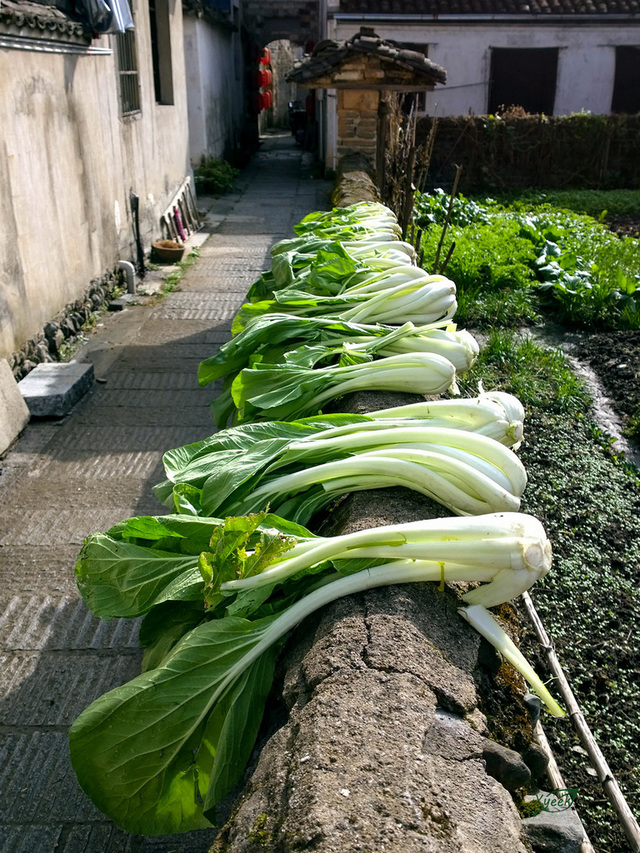 类似于我们这厢的箭杆白,腌菜用的吧