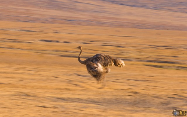 路上奔跑追逐异性的鸵鸟,慢门来一张.
