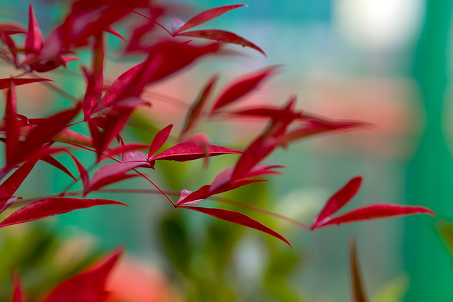 色彩亮丽,光斑美!   顶红南竹叶