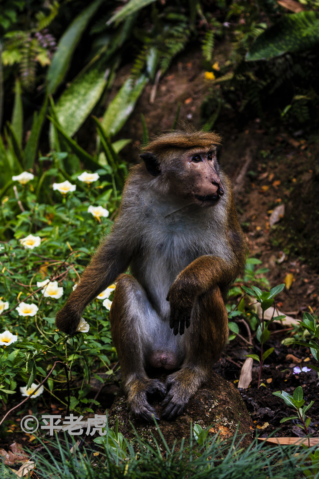 花猴图