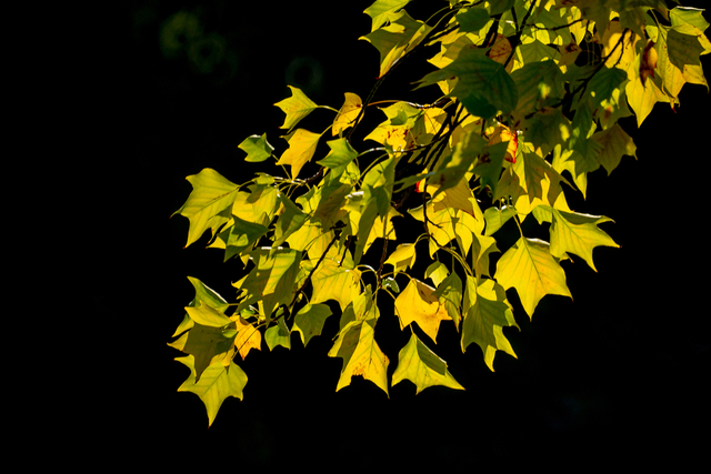 用镜头记录瞬间的精采——光影小品拍摄集. - 自然摄影