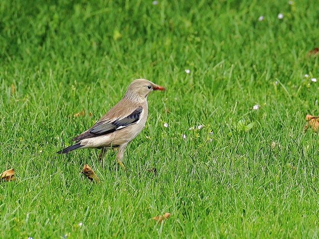 今天偶然在草地上打了一只鸟--好象叫丝光椋鸟.