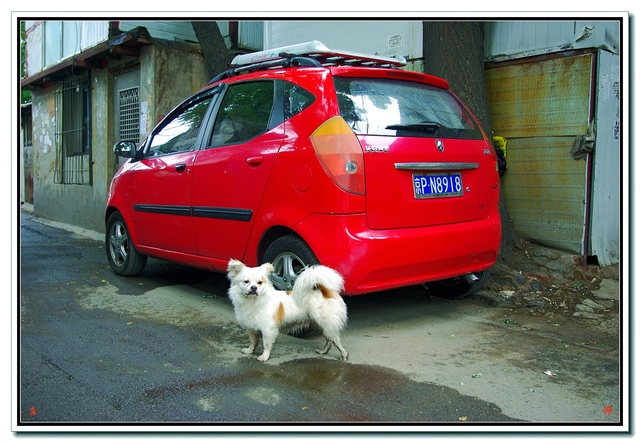 扫街片 ;小红车与小白狗 !
