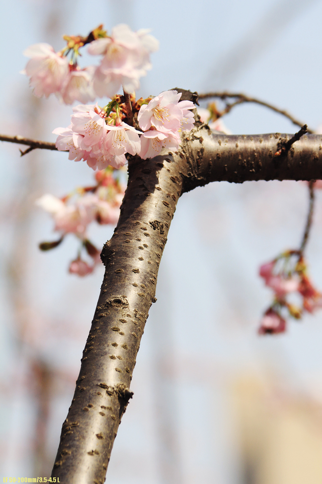 枝干上的樱花