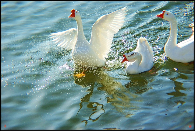 美丽大白鹅 !水中煽翅膀 !】------------ 水鸟随拍
