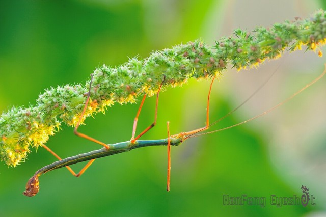 一只雄性的曲腹华笛竹节虫.  本帖由安卓客户端发布