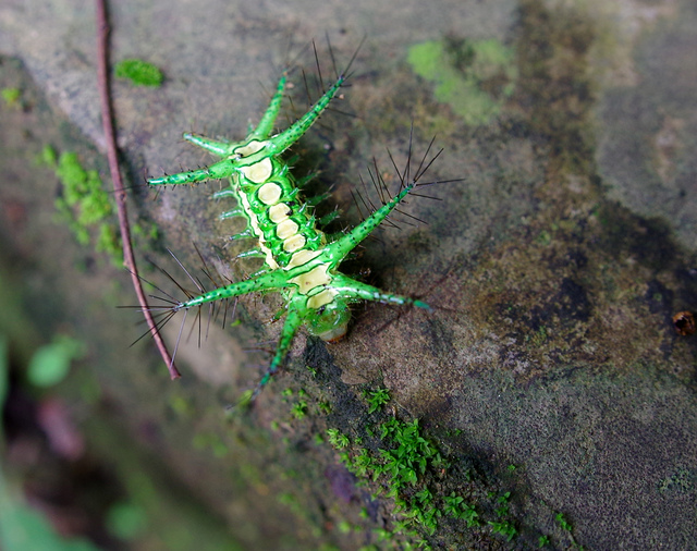 山上的虫,好看,不过刺上有毒,不小心碰上的话痛死