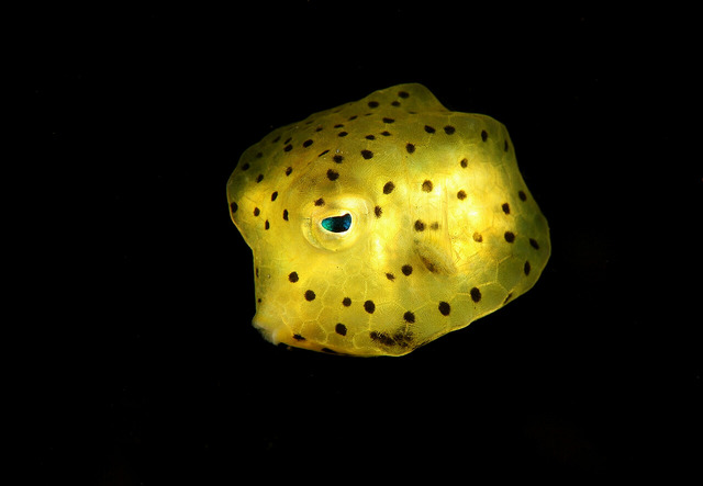 这只可爱的小箱豚只有2厘米大小