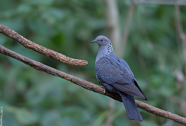点斑林鸽:摄于云南