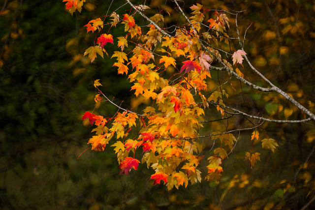 用镜头记录瞬间的精采——光影小品拍摄集. - 自然摄影