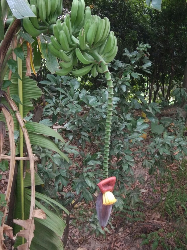 香蕉与花苞  本帖由安卓客户端发布