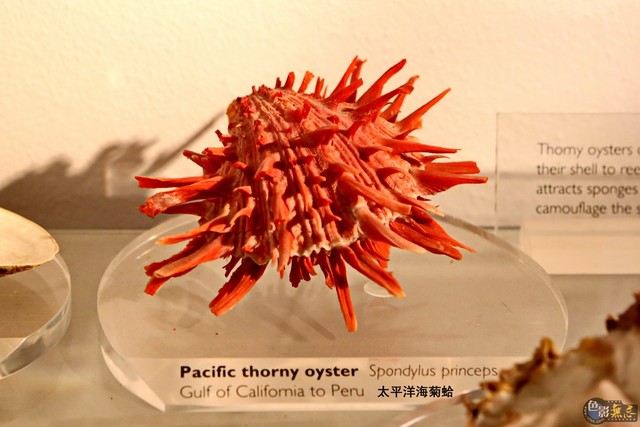太平洋海菊蛤(pacific thorny oyster).