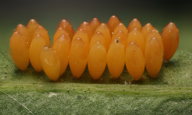 桔子树叶子上一堆某种昆虫的卵   5x拍摄,100张堆积