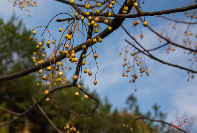 观景台上种着一棵楝子树,这在童年的老家是很普遍的树种,现在绝迹了.