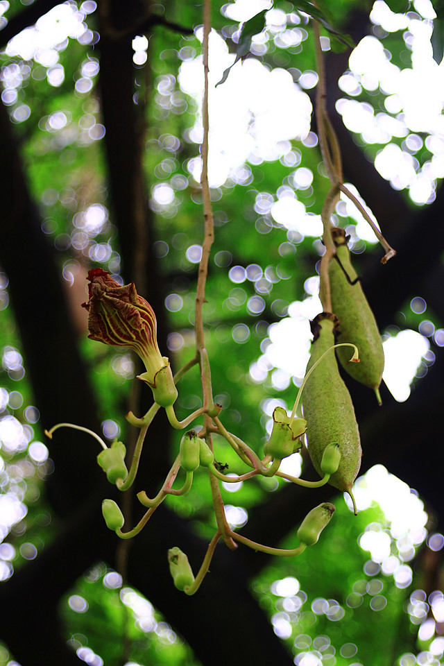 我的花拍(二期) - 摄影镜头