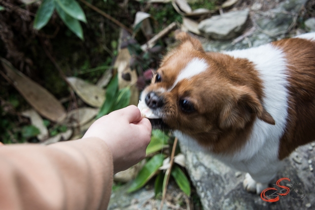 小朋友用茶花的花瓣喂狗
